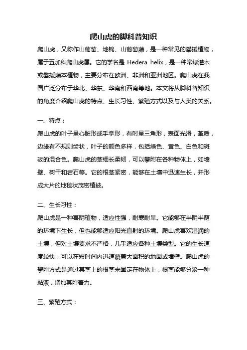 爬山虎的脚科普知识