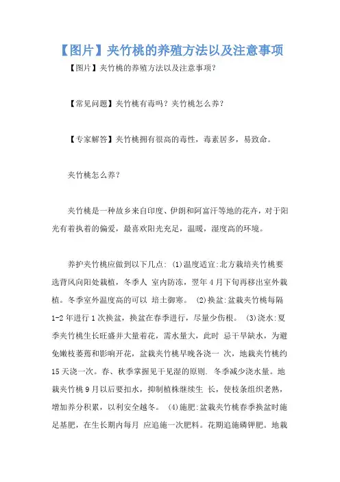 【图片】夹竹桃的养殖方法以及注意事项