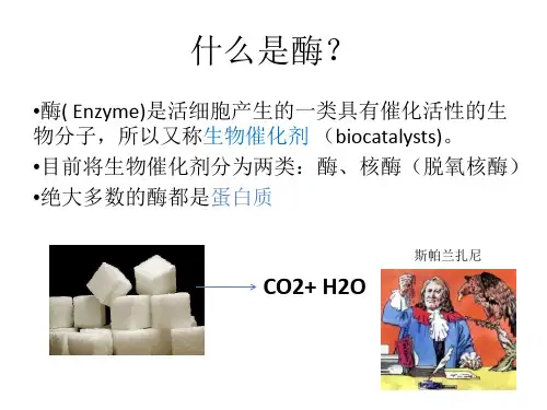 第二章： 酶和其他生物催化剂_PPT幻灯片