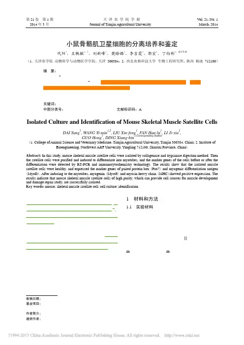 小鼠骨骼肌卫星细胞的分离培养和鉴定_代阳