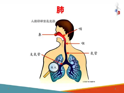 内脏 呼吸系统 呼吸道、肺、胸膜与纵膈2肺 人体解剖生理学课件