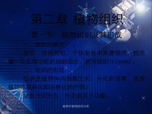 植物学植物组织分析