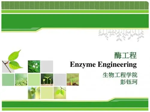 酶工程5
