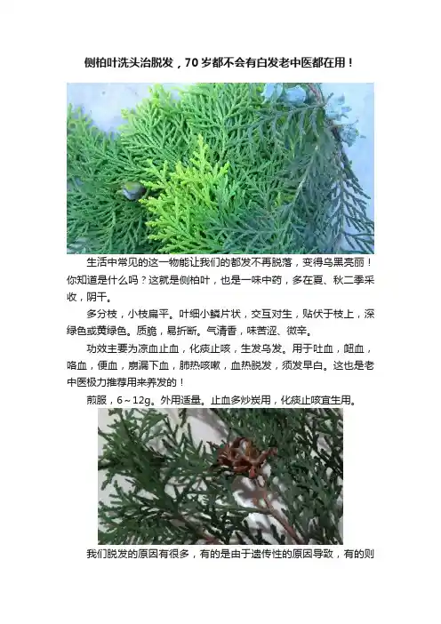 侧柏叶洗头治脱发，70岁都不会有白发老中医都在用！