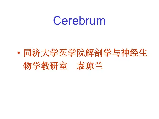 同济人体解剖学课件之端脑