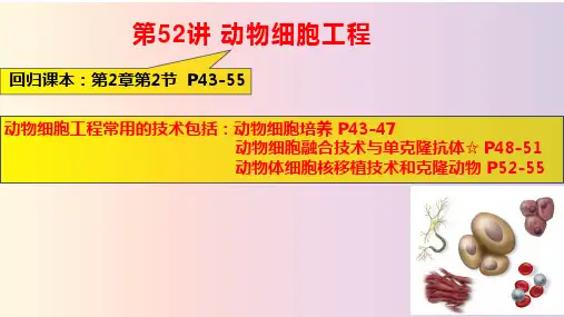 高三生物一轮复习课件动物细胞工程