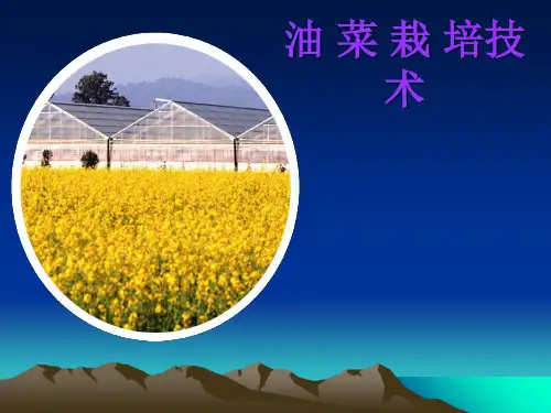 油菜栽培技术 ppt课件