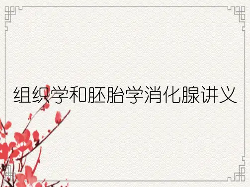 组织学和胚胎学消化腺讲义