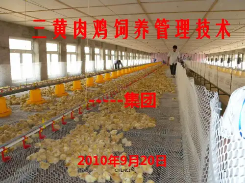 三黄鸡的饲养技术PPT课件