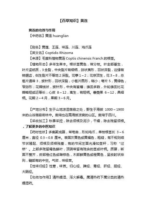 【百草知识】黄连