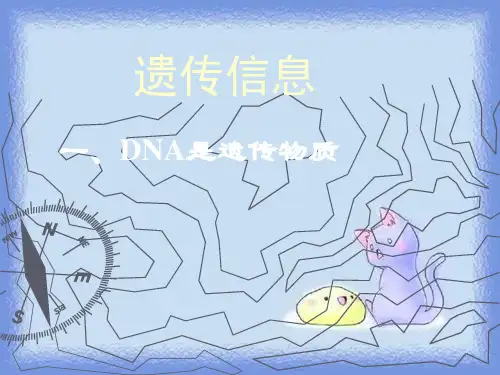 沪科版生命科学高二上6-1《遗传信息》精品.