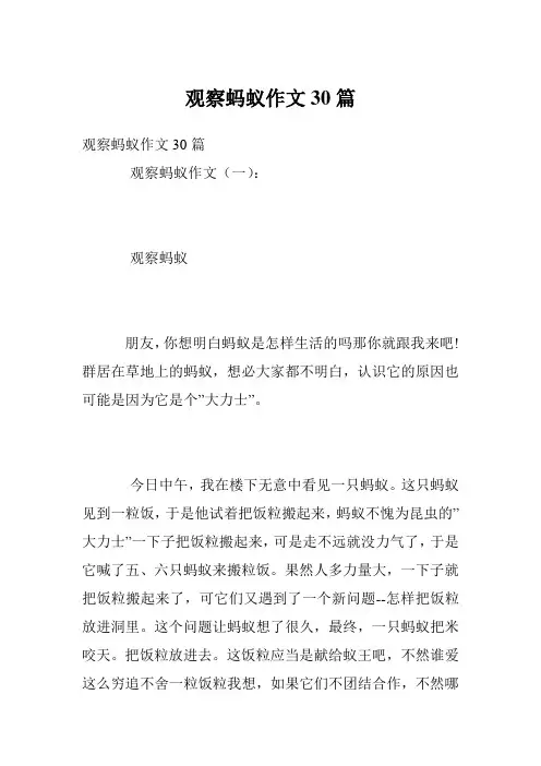 观察蚂蚁作文30篇