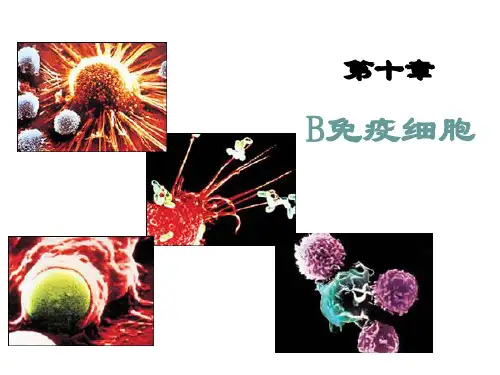 10 B免疫细胞