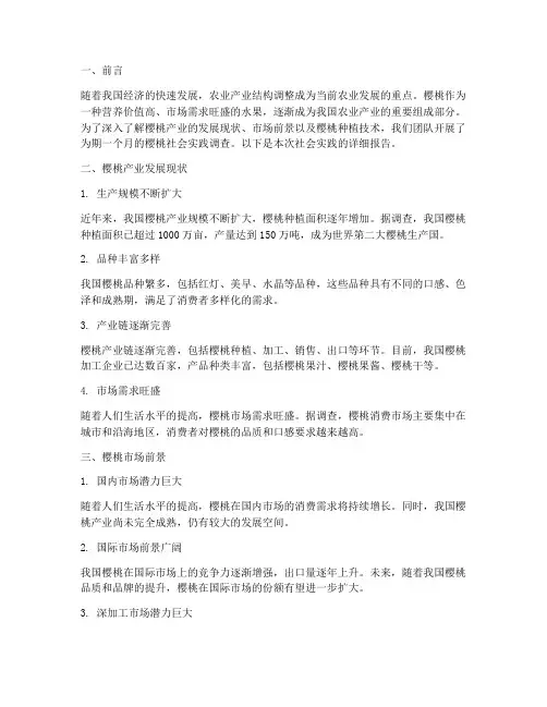 樱桃社会实践报告