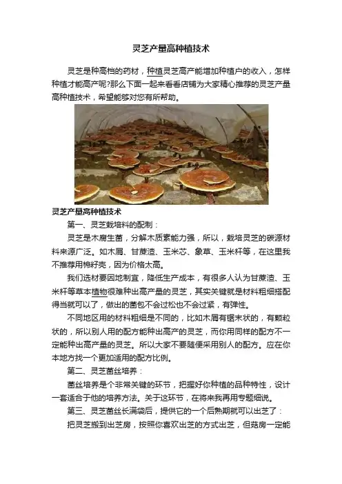 灵芝产量高种植技术