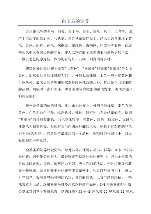 白玉鸟的饲养