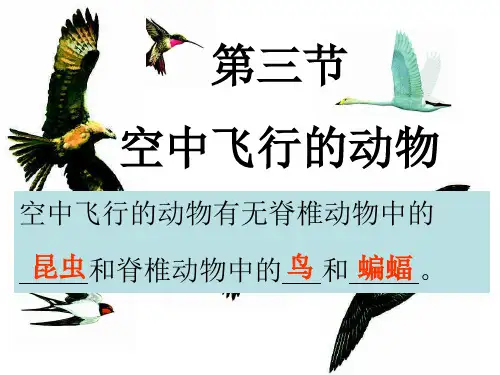 空中飞行的动物
