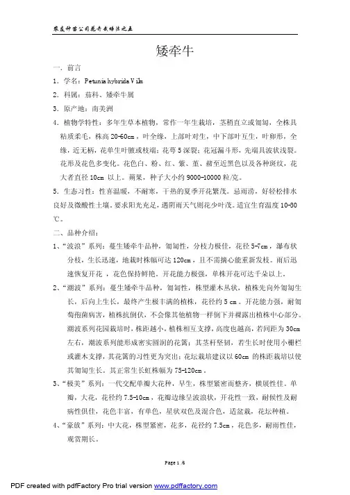 矮牵牛