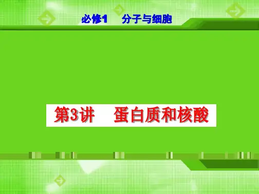 第3讲+蛋白质和核酸(课件精讲)-【一轮精讲】备战2024年高考生物一轮复习课件精讲和题型归纳