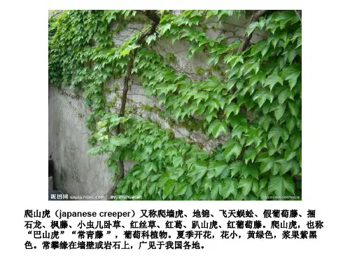 常见垂直绿化植物
