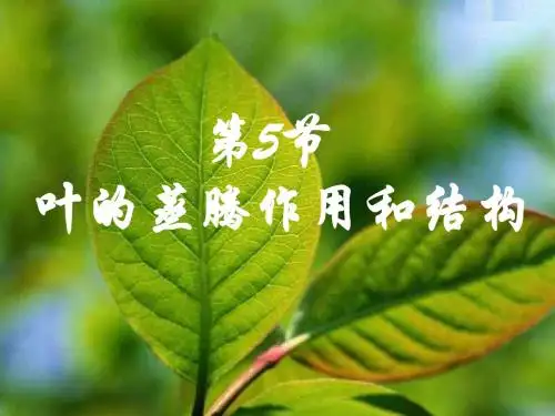 叶的蒸腾作用和结构--浙教版