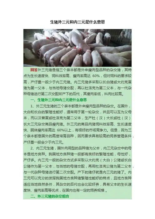 生猪外三元和内三元是什么意思