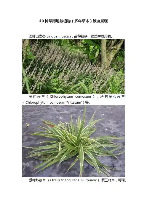 40种常用地被植物（多年草本）秋凌景观