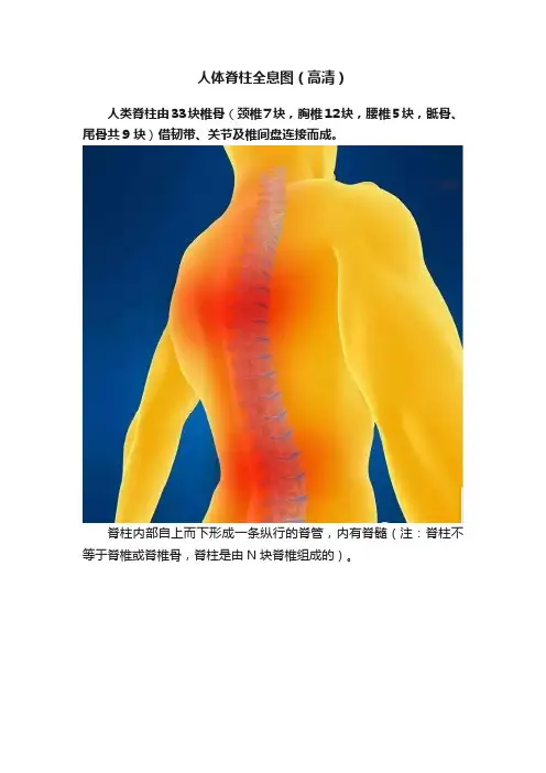 人体脊柱全息图（高清）