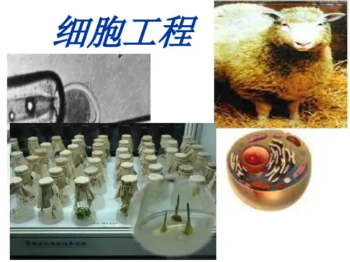 人教版选修三专题二《细胞工程》课件 (共81张PPT)