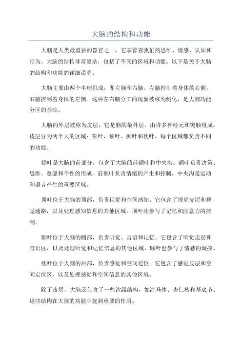 大脑的结构和功能