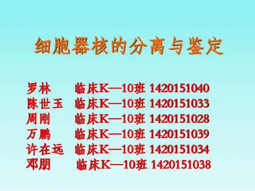细胞核的分离和鉴定