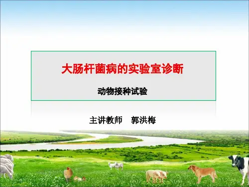 大肠杆菌病的实验室诊断之细菌的动物接种试验.ppt