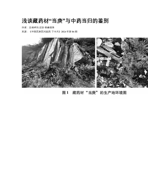 浅谈藏药材“当庚”与中药当归的鉴别