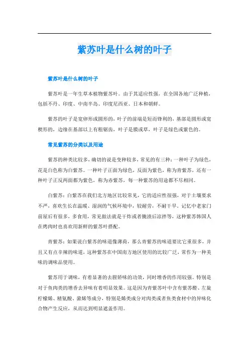 紫苏叶是什么树的叶子
