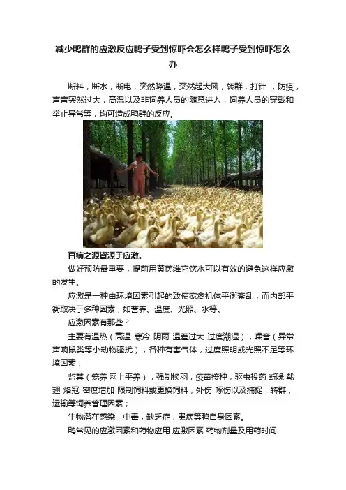 减少鸭群的应激反应鸭子受到惊吓会怎么样鸭子受到惊吓怎么办