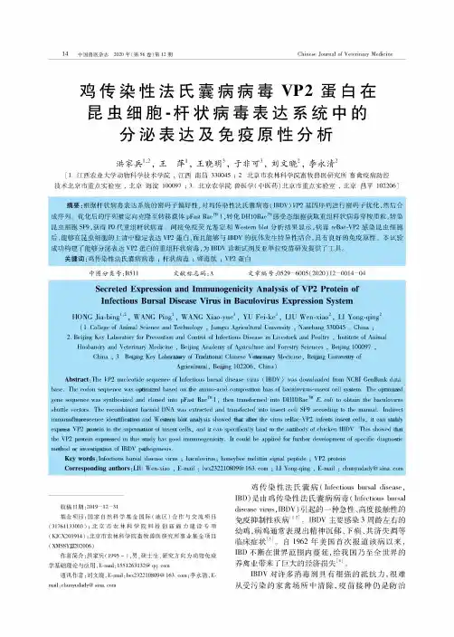 鸡传染性法氏囊病病毒VP2蛋白在昆虫细胞-杆状病毒表达系统中的分泌表达及免疫原性分析
