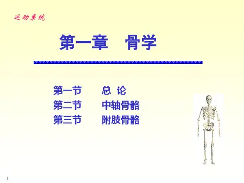 人体骨骼解剖学ppt课件