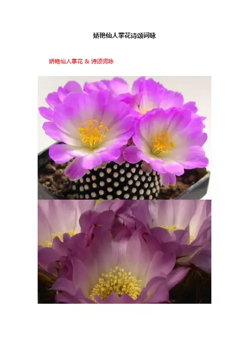 娇艳仙人掌花诗颂词咏