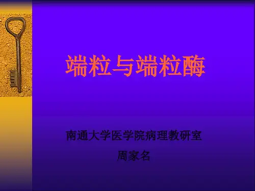 端粒酶课件
