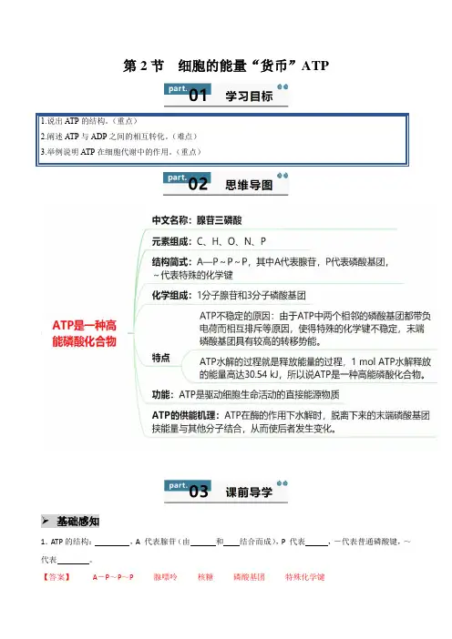 5.2 细胞的能量“货币”ATP(解析版)