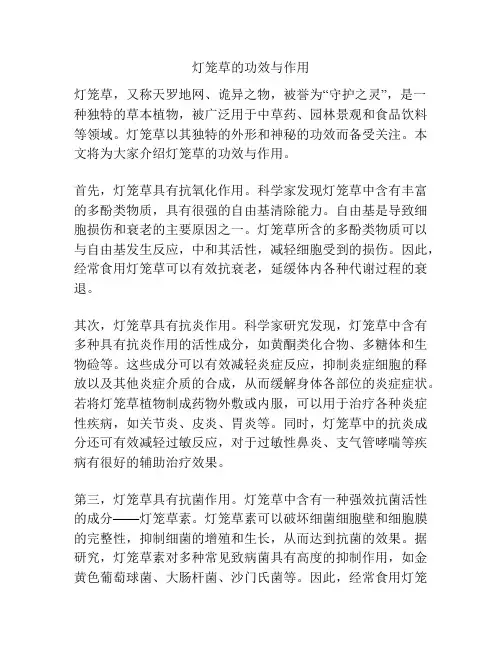 灯笼草的功效与作用
