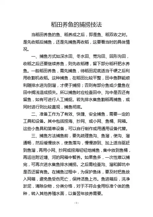 稻田养鱼的捕捞技法