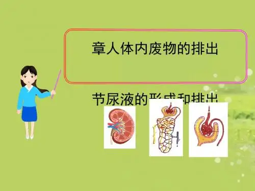 尿液的形成和排出PPT课件2