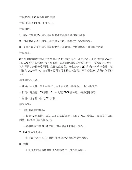 琼脂凝胶实验报告
