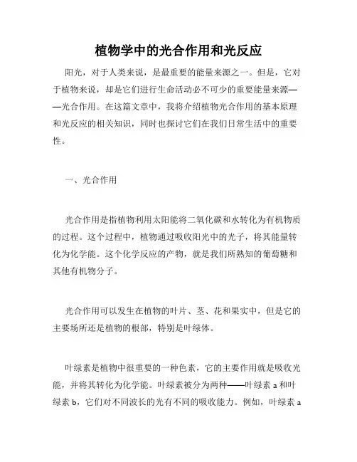 植物学中的光合作用和光反应