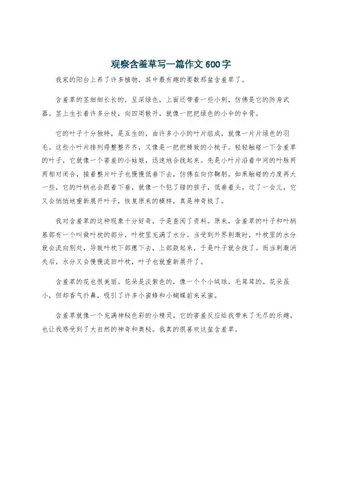 观察含羞草写一篇作文600字