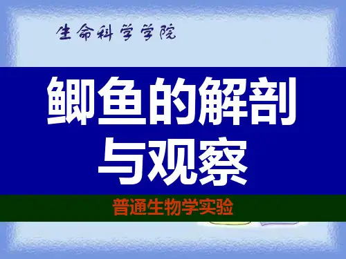 沪教版生命科学第二册4.3《观察和解剖鲫鱼》ppt2