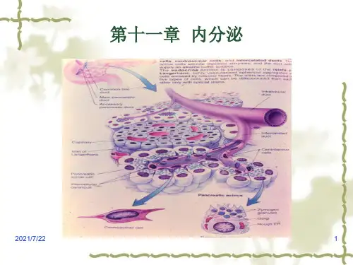 动物生理学ppt课件第7章内分泌