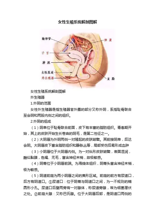 女性生殖系统解剖图解
