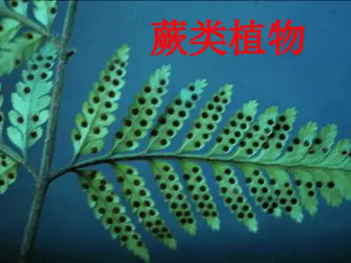 蕨类植物